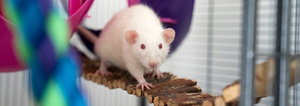 What type of bedding deals is best for rats